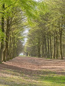 Doorkijk in het bos, Heiloo-Nijenburg van Ronald Smits