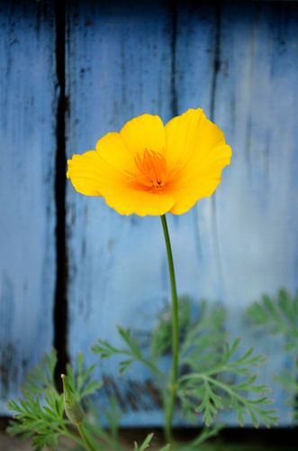 Schlafmütze für blaue Fensterläden