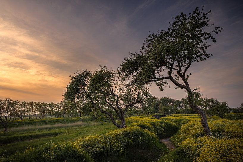 Golden Hour in the Wonderland by Viocida