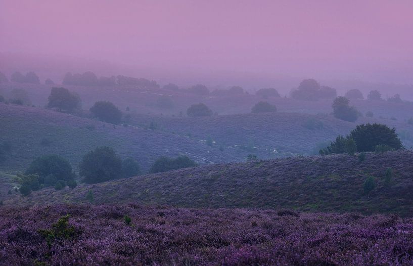 Natur in den Niederlanden - Veluwe Zoom (Posbank) von Chi