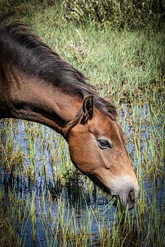 Paard in beeld van eric van der eijk