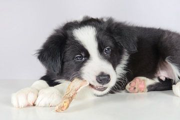 The border collie puppy eats dried fish. by Rene du Chatenier