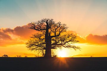 Chêne monumental dénudé au coucher du soleil