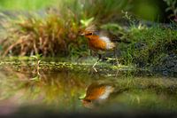Robins
