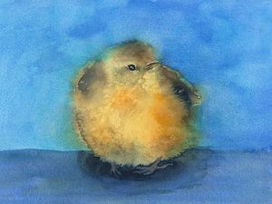 Flauschiger Zaunkönig