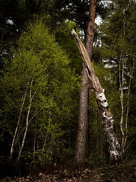 vieil arbre sur snippephotography