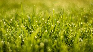 Morgentau im Gras