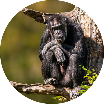 Chimpansee op een tak van Mario Plechaty Photography