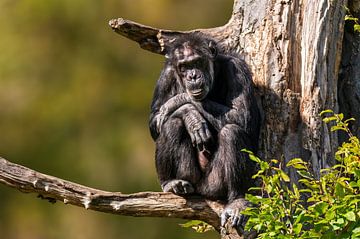 Chimpansee op een tak van Mario Plechaty Photography