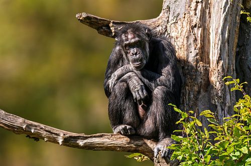 Chimpansee op een tak
