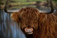 Highlander