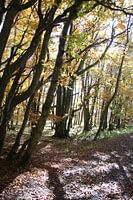 Trees against the light on the Kreuzberg in the Rhön