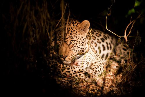 Luipaard - prins van de nacht
