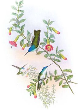 Azure-kroon met blauwe nek, John Gould van Hummingbirds