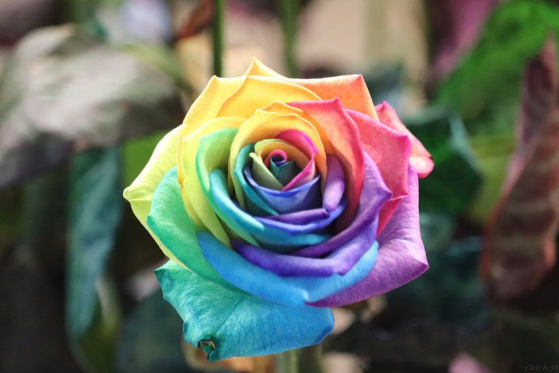 Regenboog kleurige roos von Clicksby JB