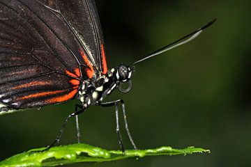 Passiebloem vlinder (Heliconius Doris)  von Antwan Janssen