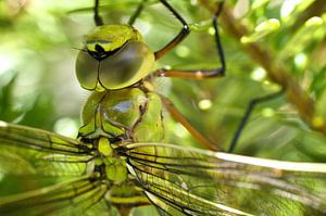 Libelle
