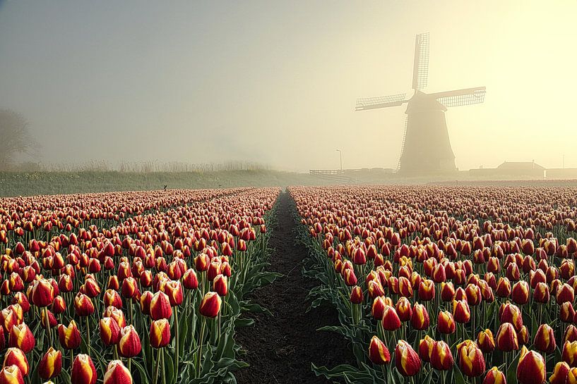 tulip field at obdam mill by peterheinspictures