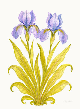 Iris of Quiet Elegance - Silk Cream Ground