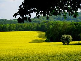 Belgian Spring von menno visser