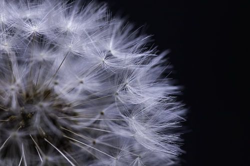 paardenbloem pluis