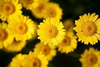 Yellow Flowers