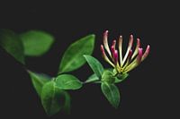 Blumen-Kunst