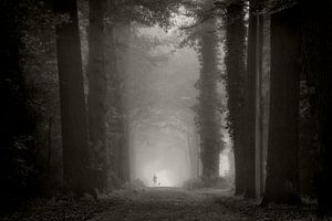 Misty Morning Walk by Martin Podt