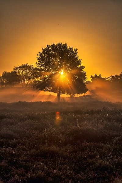Holländischer Sommermorgen von Böhne fotografie