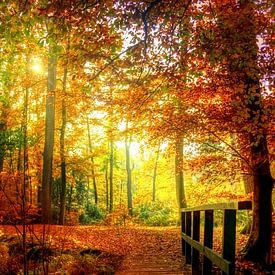 Herfst in Twickel (Delden) van Nicky Wagenvoort