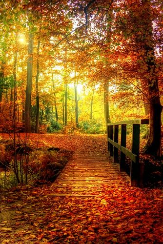 Herfst in Twickel (Delden)