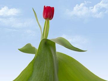 Tulpe mit Schlepptau von Klaartje Majoor