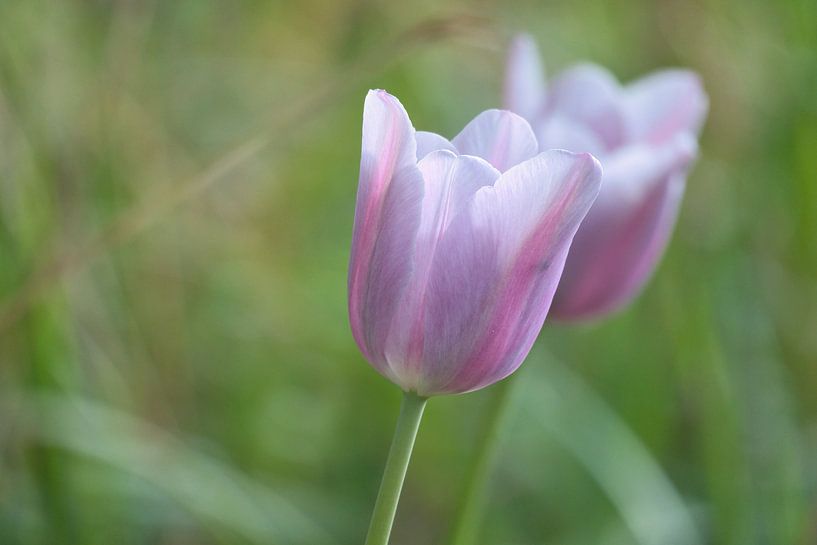 Tulpen auf einer Wiese mit schönem Bokeh. von Martin Köbsch