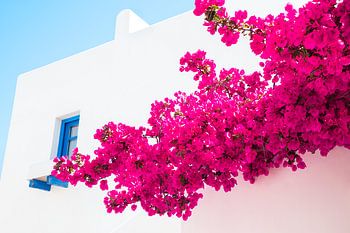 Bougainvilliers grecs