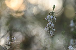Blumen Teil 478