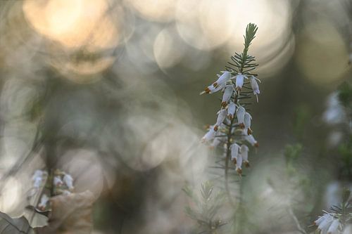 Blumen Teil 478
