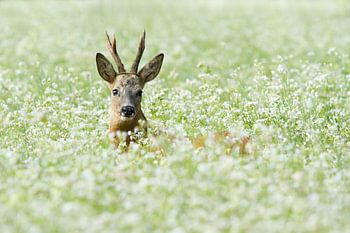 Versteckt in den Blumen