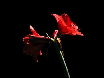 amaryllis