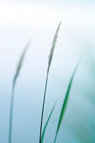 Delicate grassen in de mist