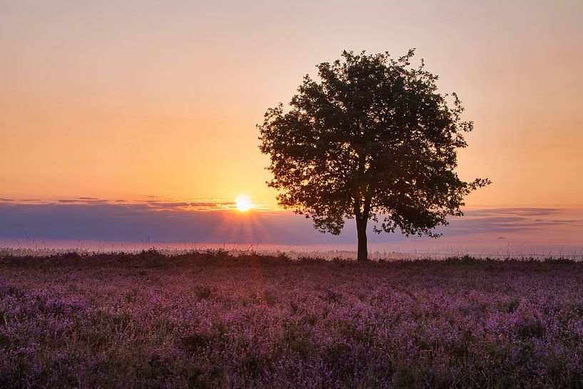 Soleil matinal sur la lande d'Ermelosche par Henk Derksen
