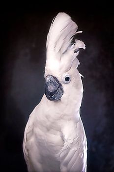 Posierender Weißhaubenkakadu