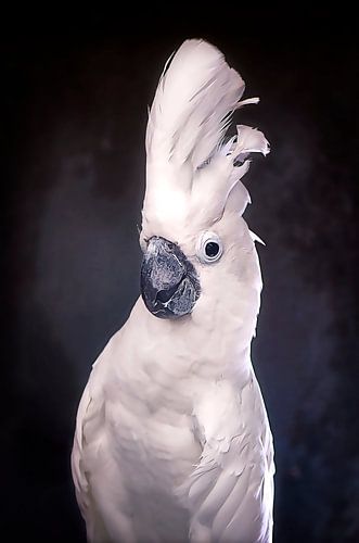 Poser le cacatoès à arête blanche