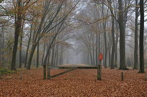 Foggy Forest sur Wiljo van Essen