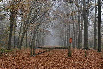 Foggy Forest van Wiljo van Essen