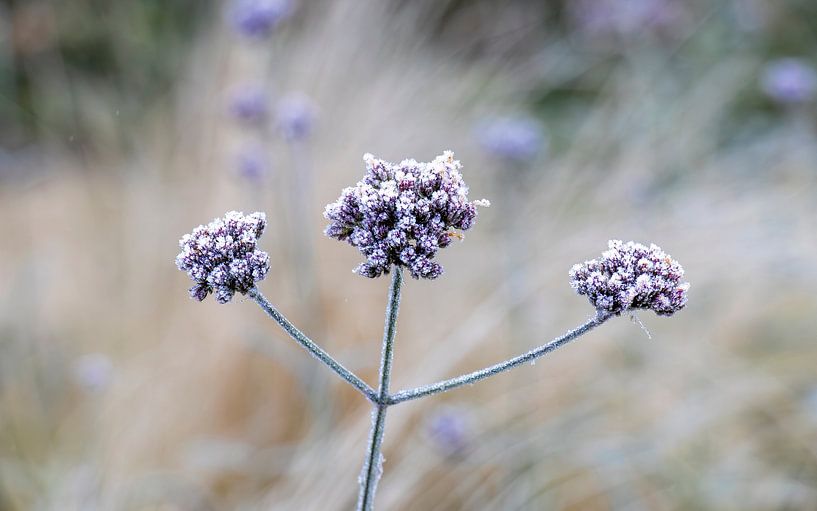 Wild Marjoram by Pieter Heres