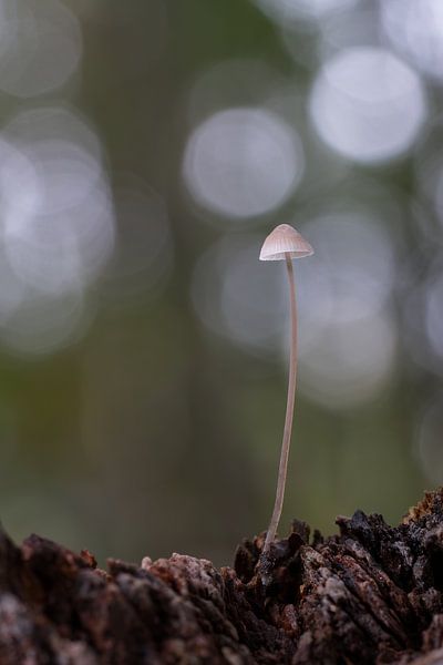 Der Pilz von Rik Verslype