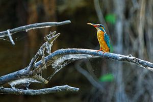 Der Eisvogel beim Fischfang