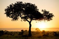 Silhouette of acacia tree at sunset on African savannah, Kruger NP, South Africa