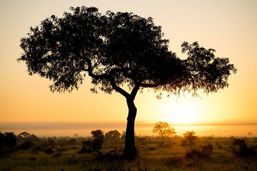 Silhouette of acacia tree at sunset on African savannah, Kruger NP, South Africa