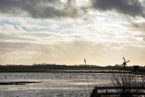 lac avec moulin sur Texel